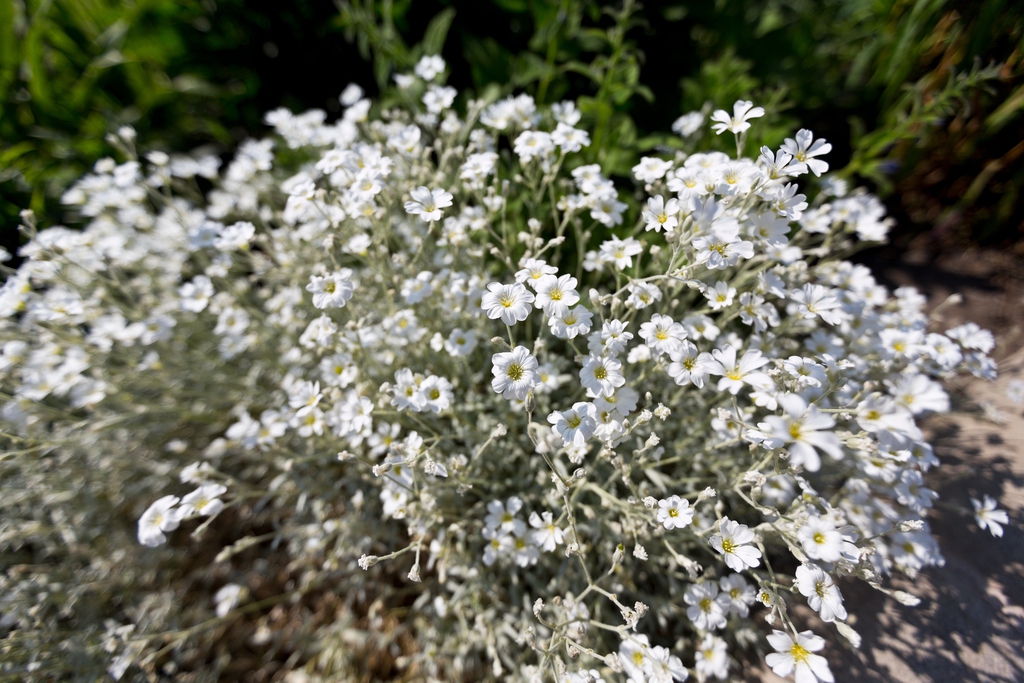 白色鲜花图片