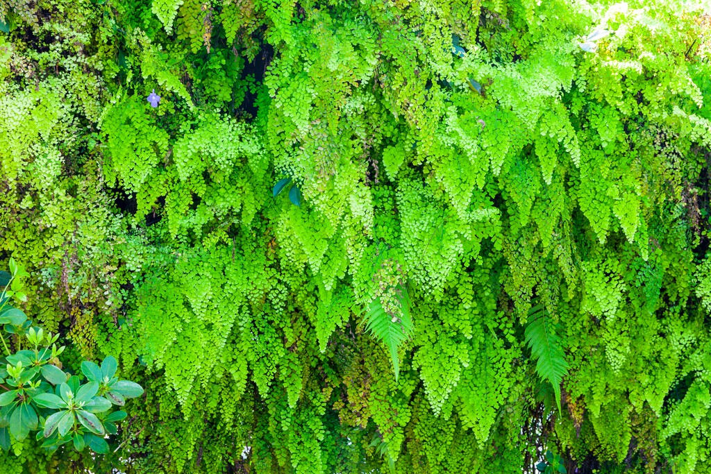 新加坡滨海湾花园图片