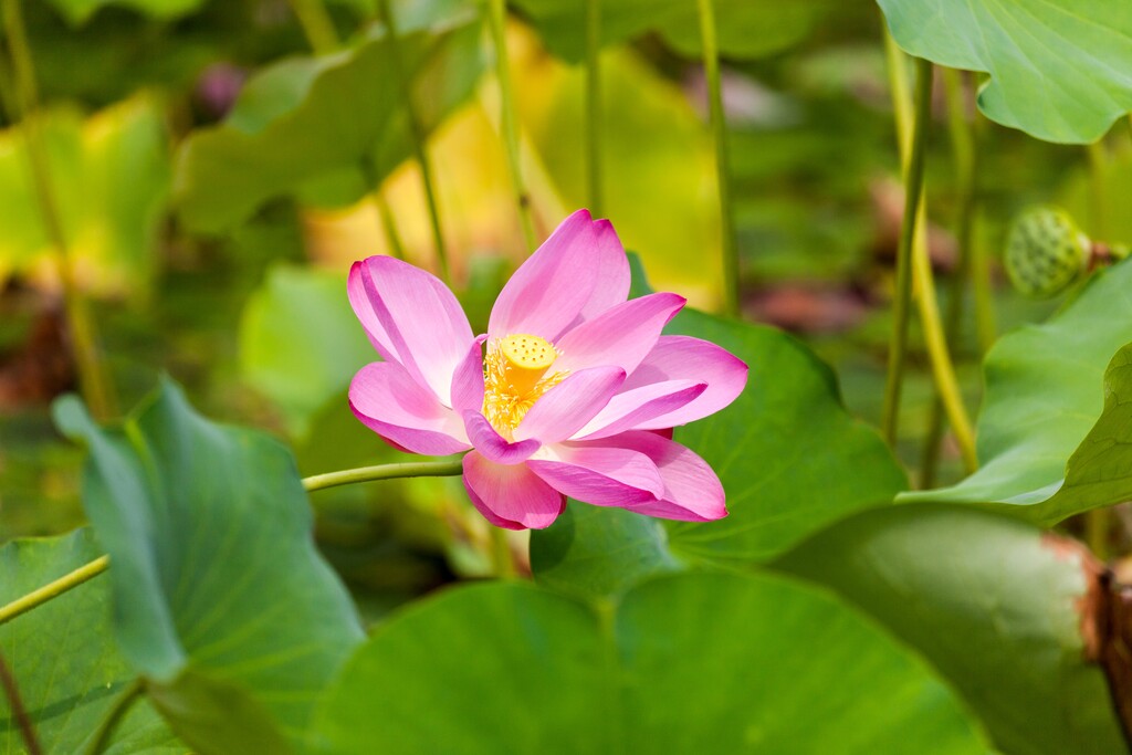 北京紫竹园夏日荷花图片