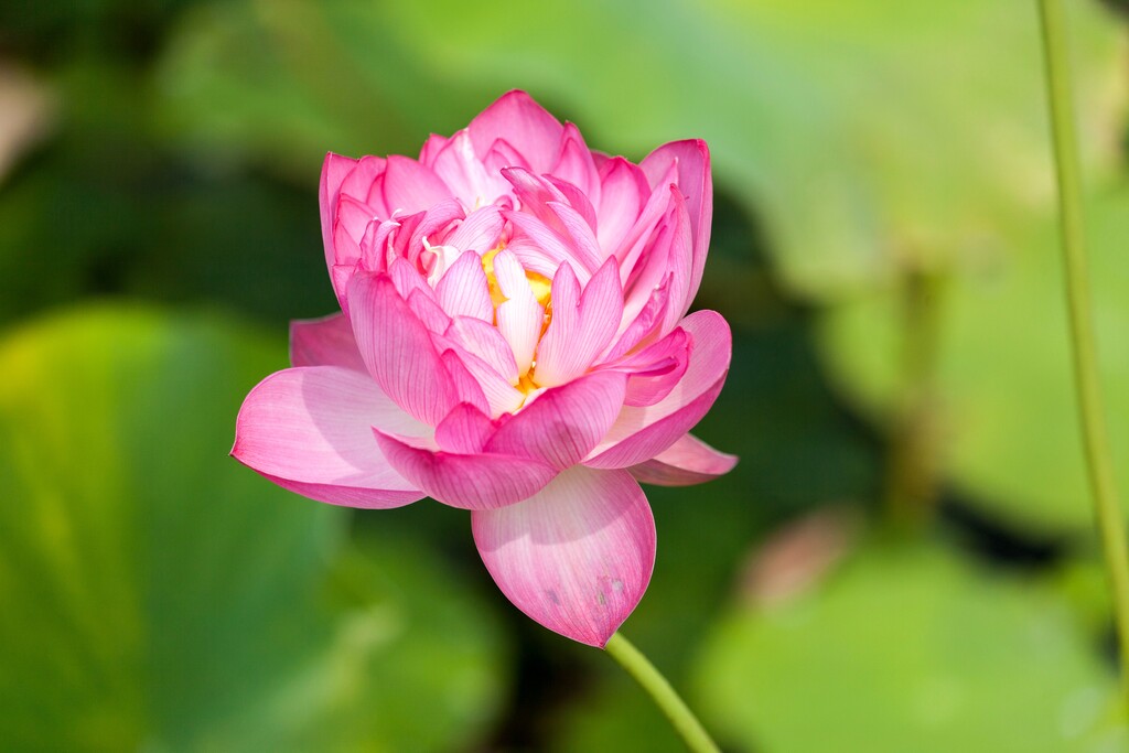 北京紫竹园夏日荷花图片