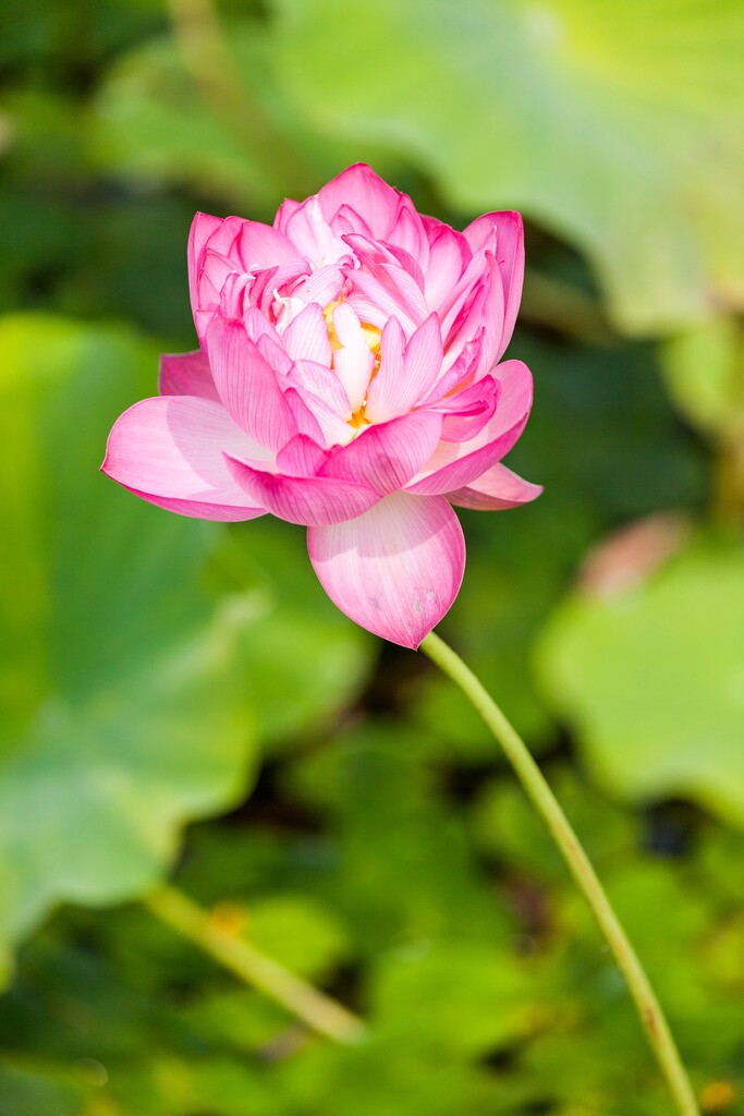 北京紫竹园夏日荷花图片