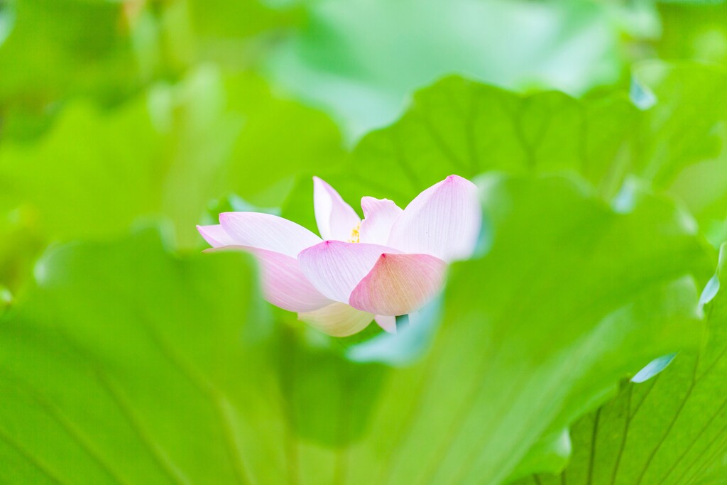 北京紫竹园夏日荷花图片