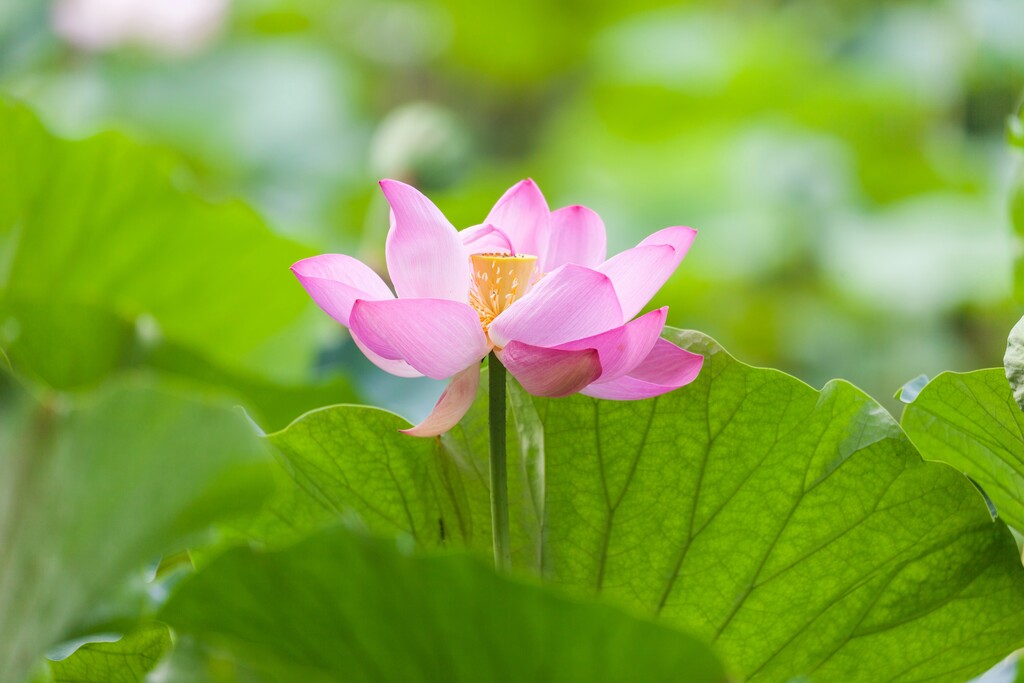 北京紫竹园夏日荷花