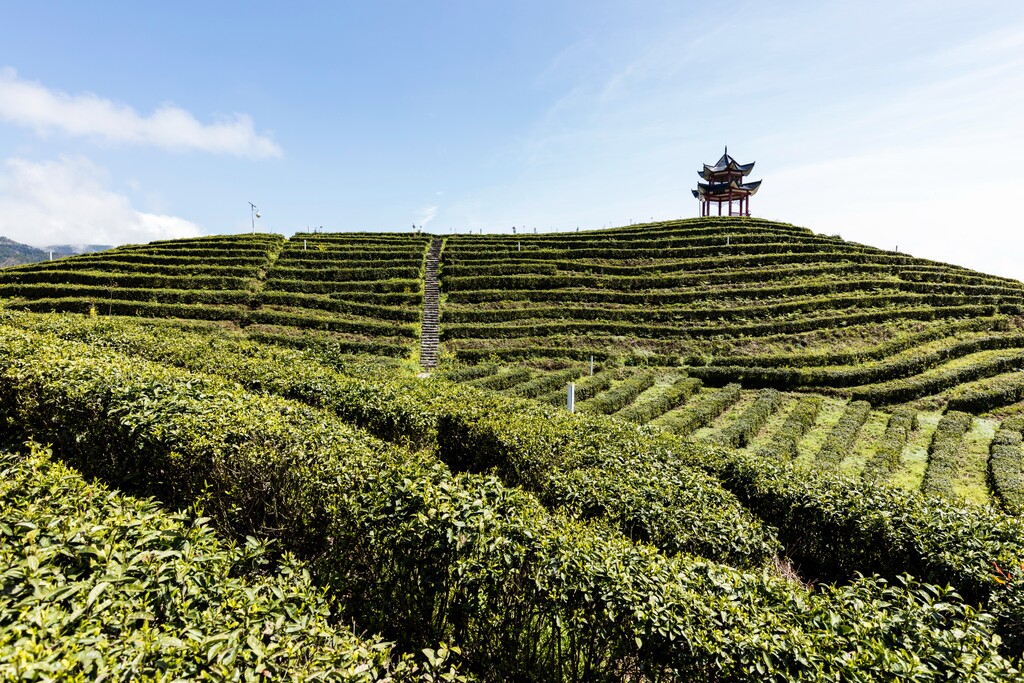 茶园湖北恩施中国图片