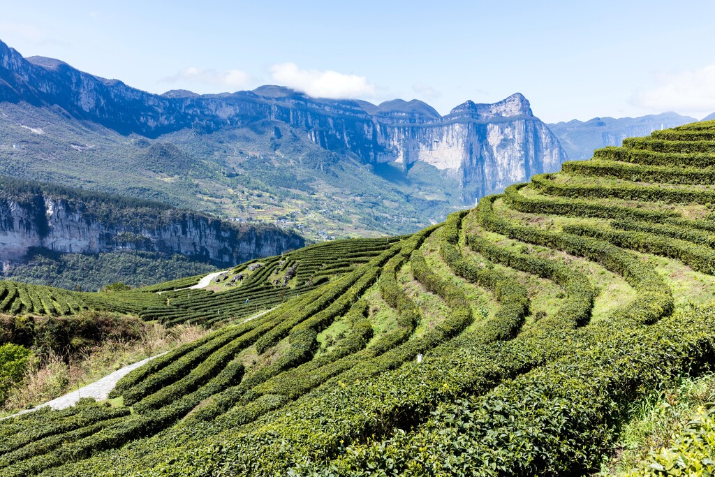 茶园湖北恩施中国