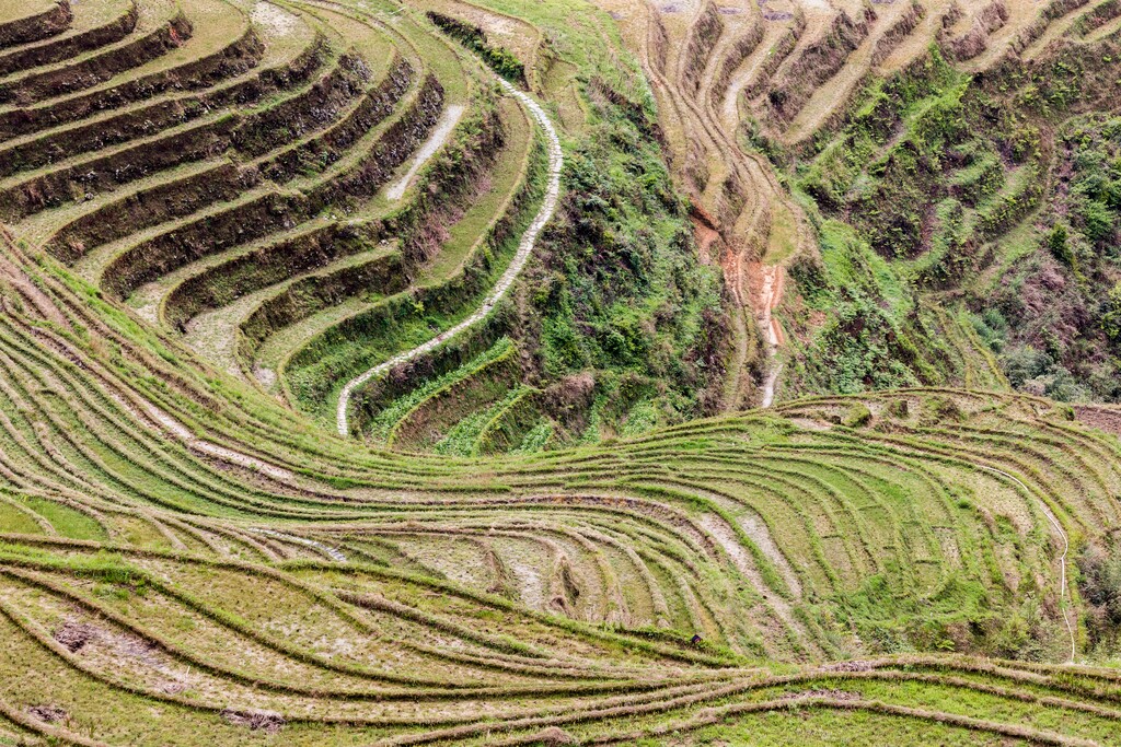 龙脊梯田图片