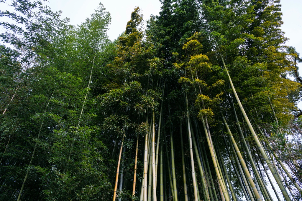 竹林图片