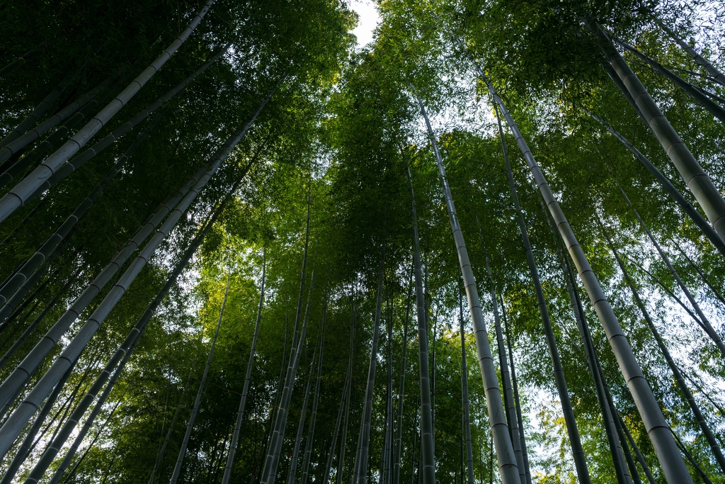 竹林图片