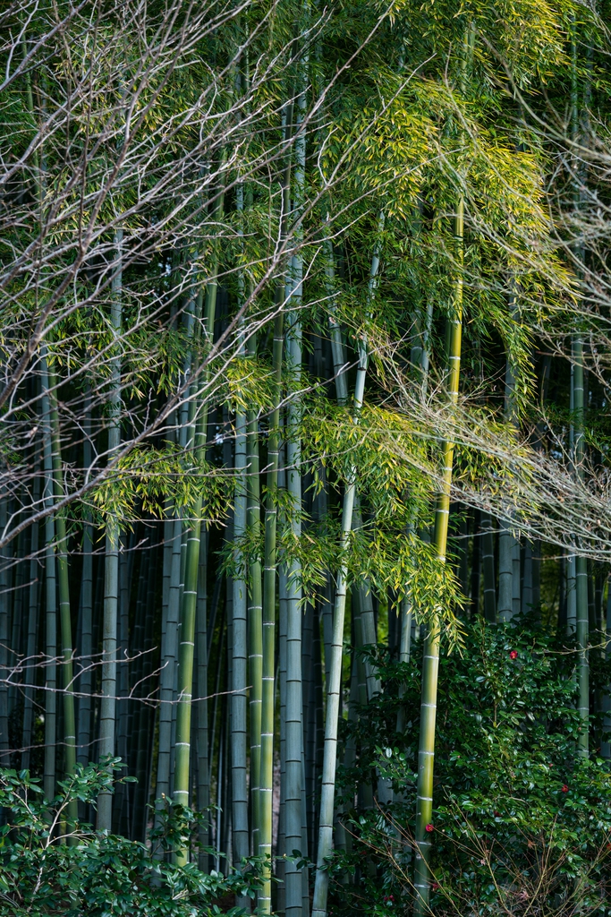 竹林图片