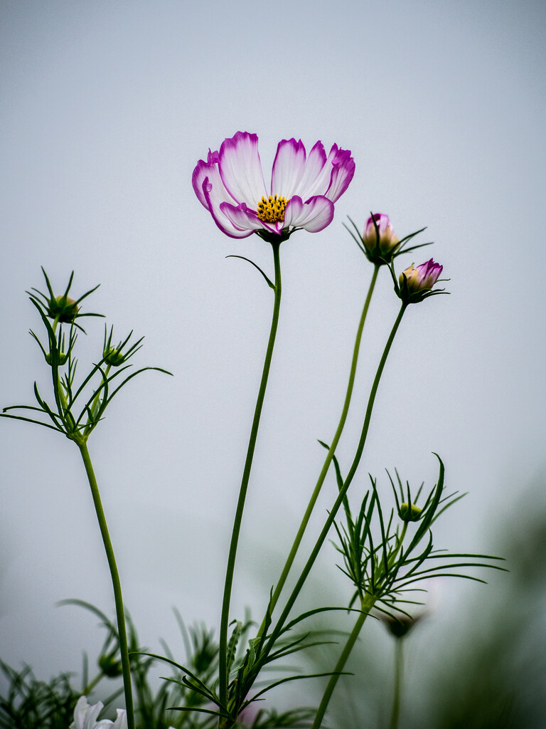 波斯菊图片