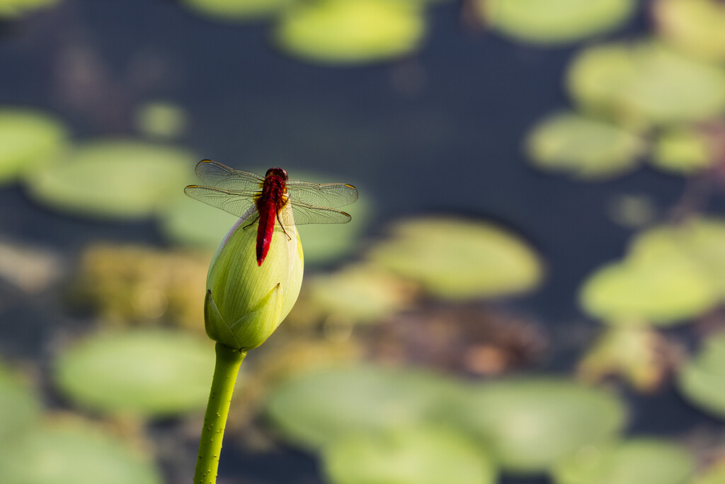 荷花