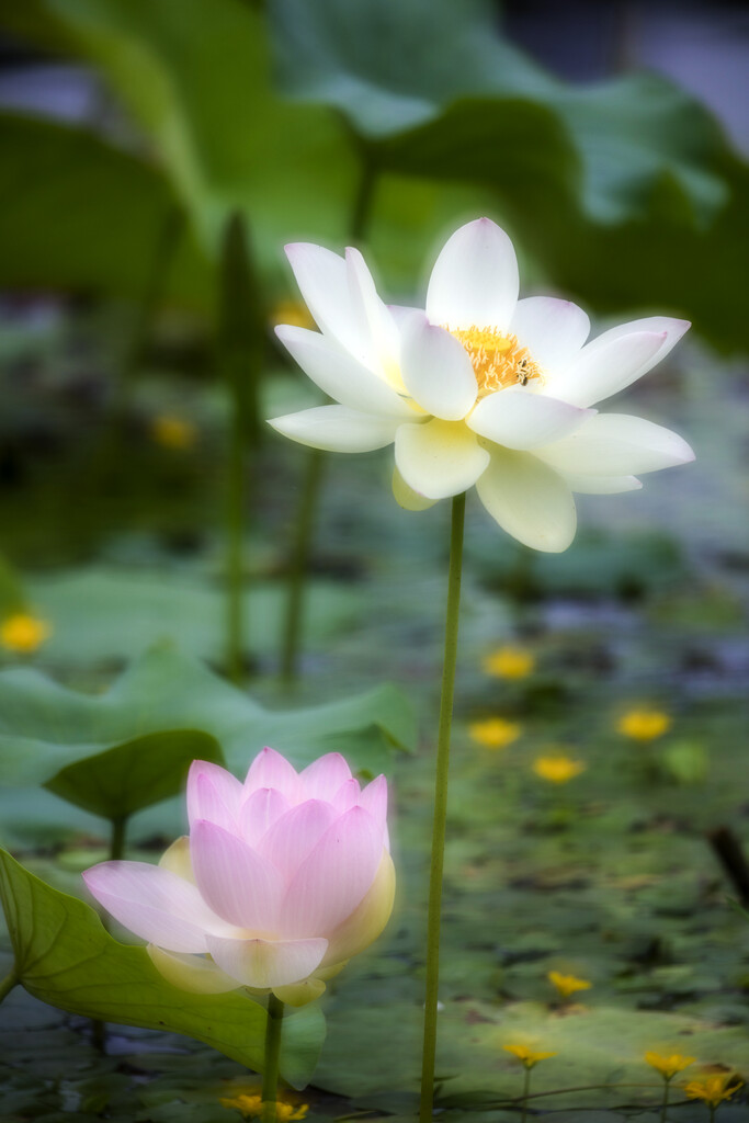 荷花