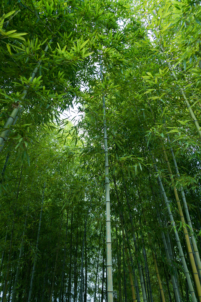 竹林图片