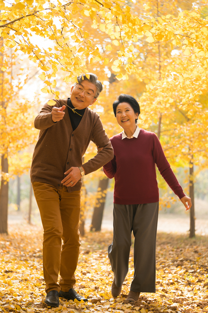 在银杏林散步的老年夫妻图片