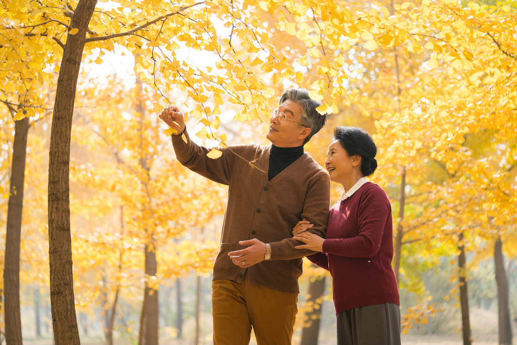 在银杏林散步的老年夫妻