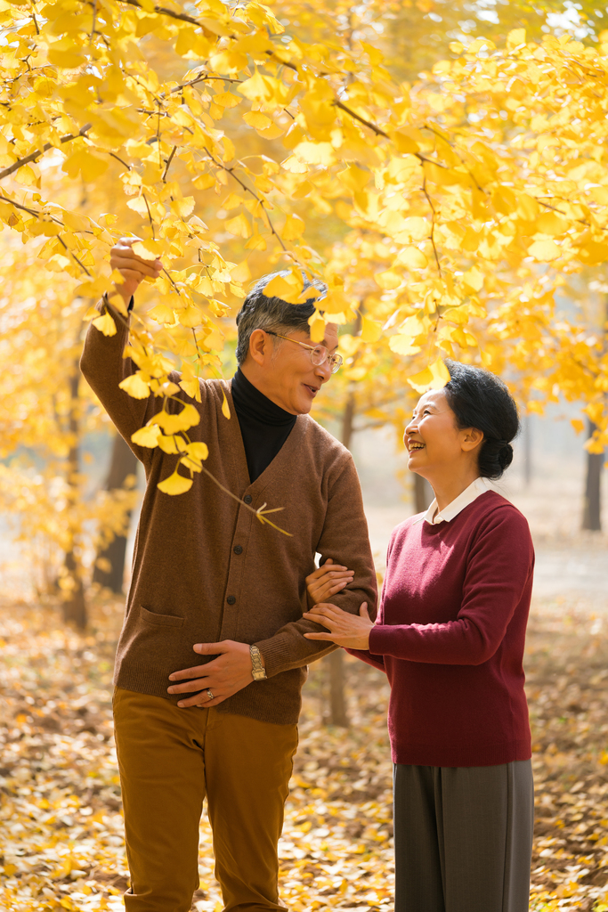 在银杏林散步的老年夫妻图片