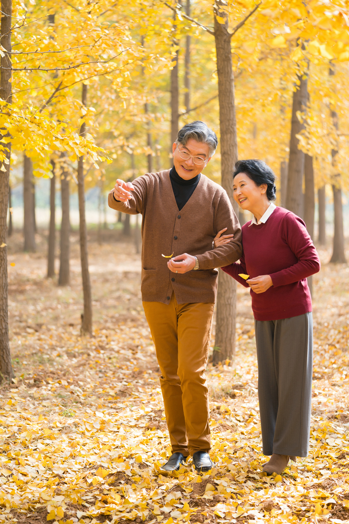 在银杏林散步的老年夫妻图片