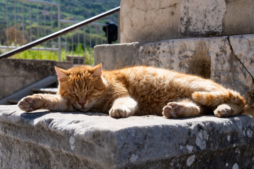 慵懒的猫图片