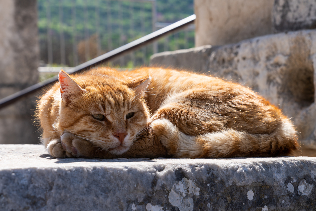 慵懒的猫图片