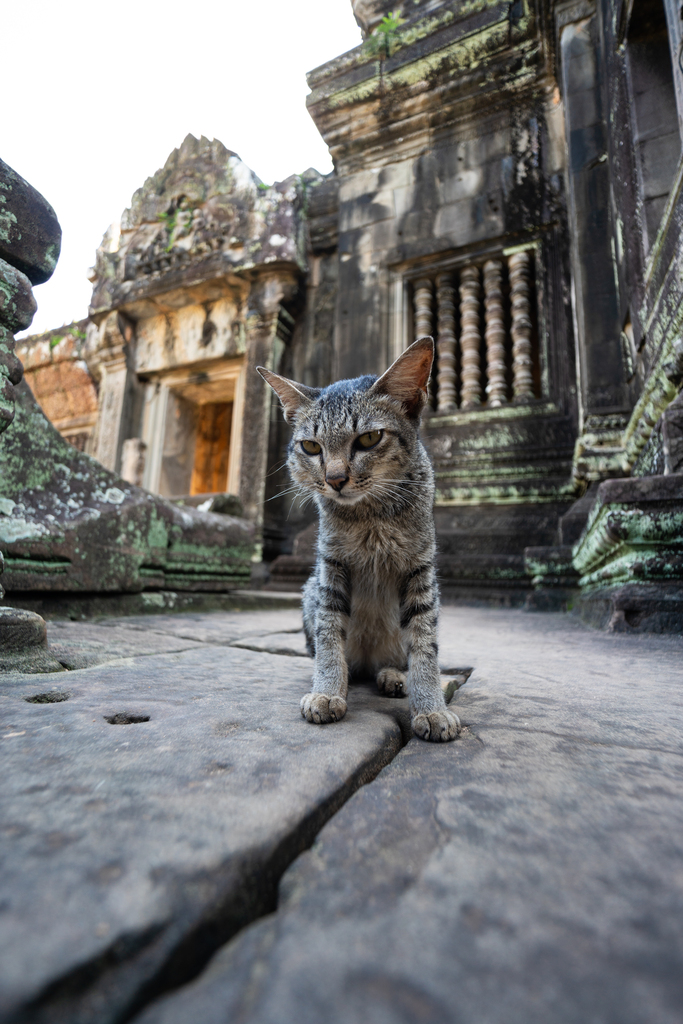 柬埔寨班提色玛寺的猫图片