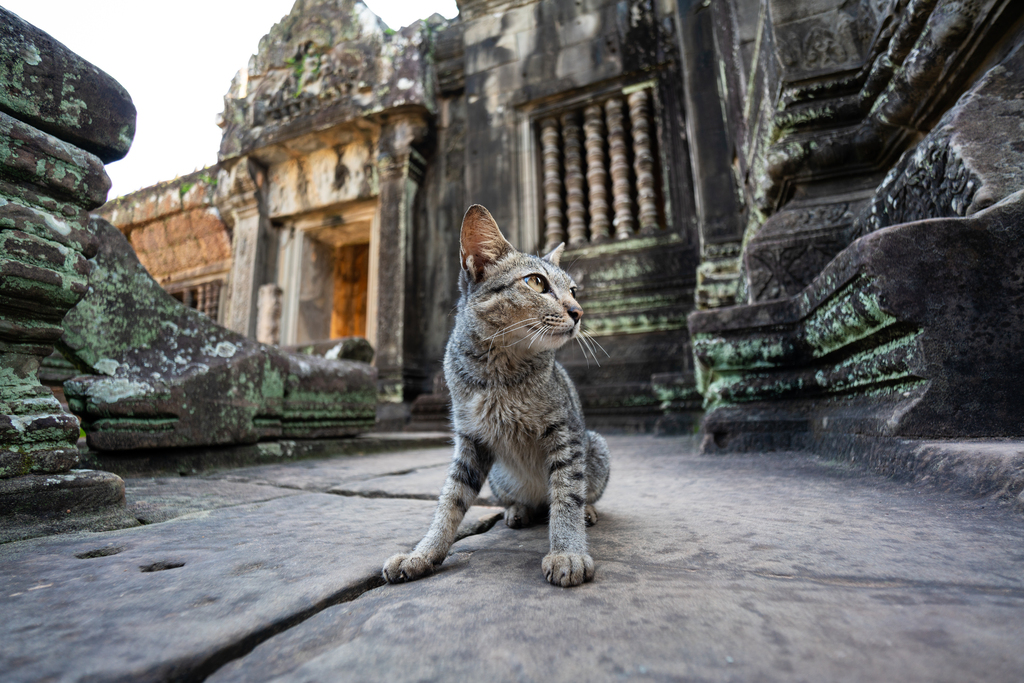 柬埔寨班提色玛寺的猫图片