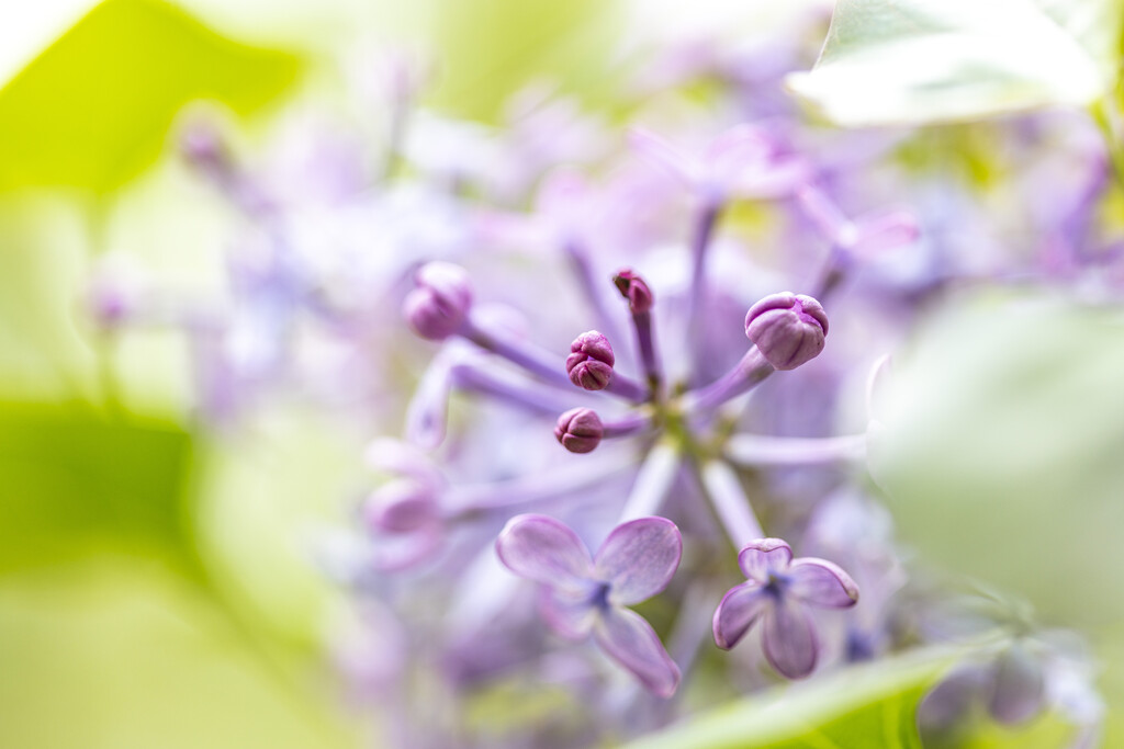 丁香花