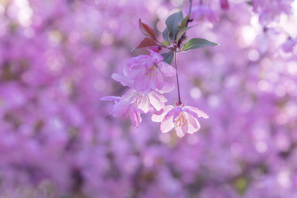 樱花