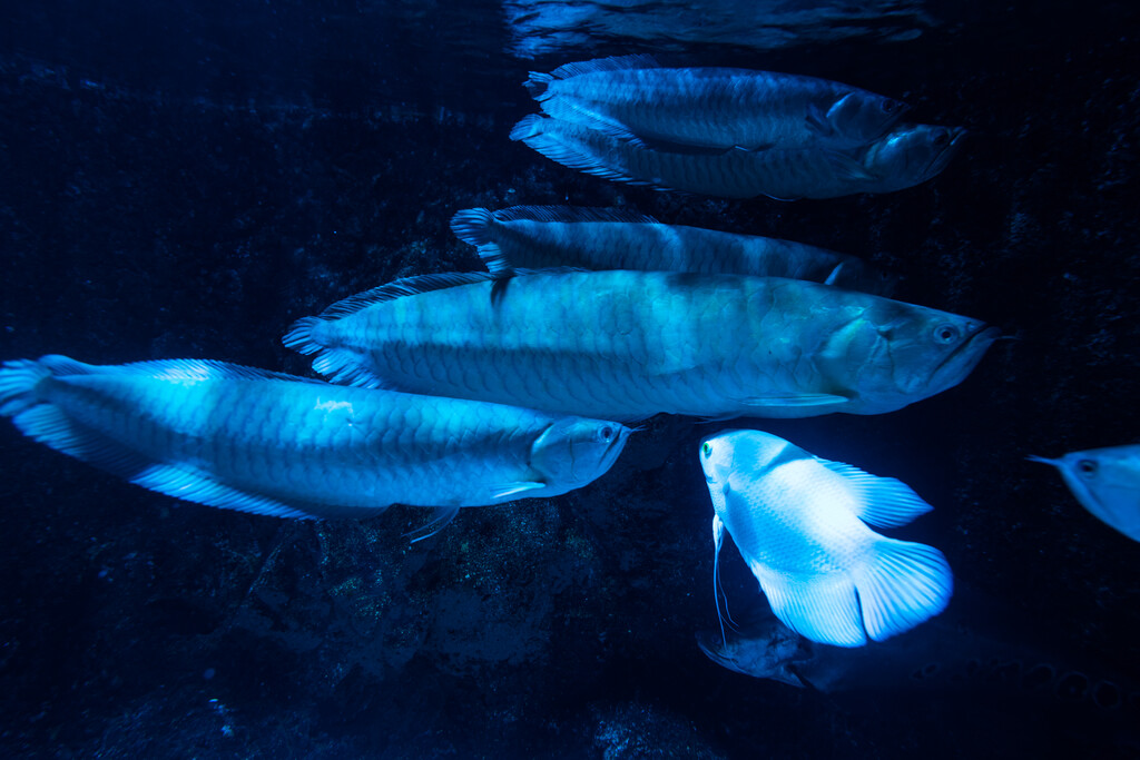 水族馆里的鱼图片