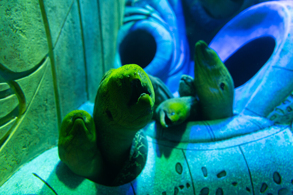 亚特兰蒂斯酒店水族馆图片