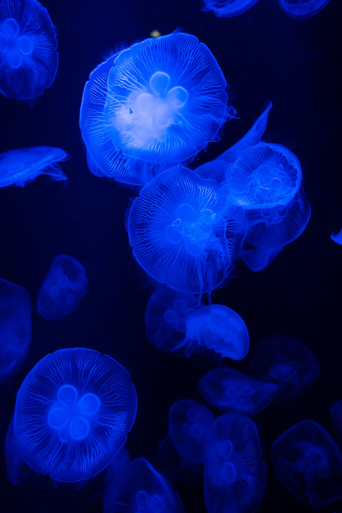 亚特兰蒂斯酒店水族馆图片