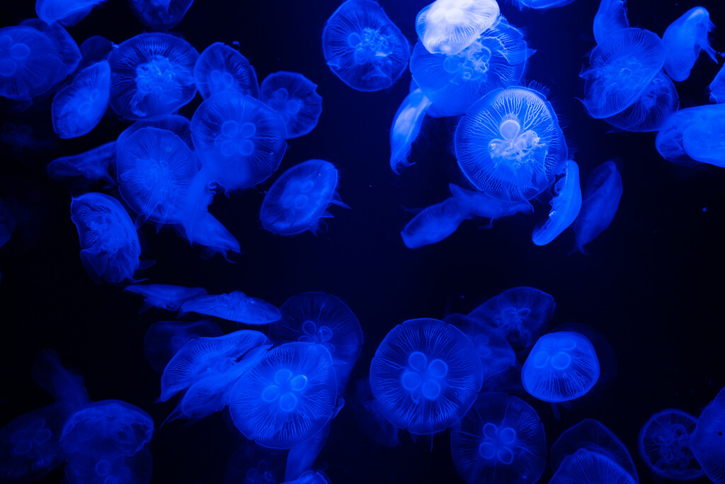 亚特兰蒂斯酒店水族馆图片