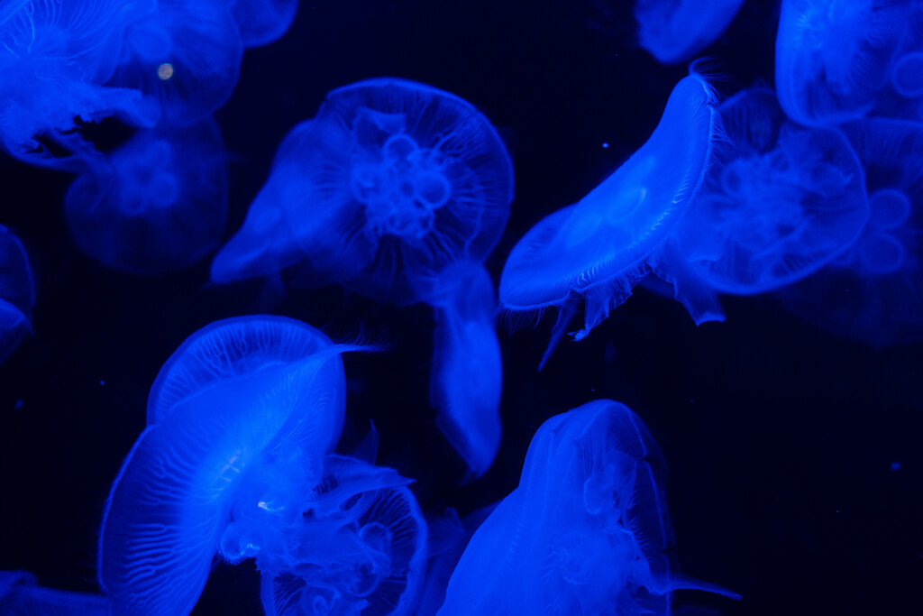 亚特兰蒂斯酒店水族馆图片