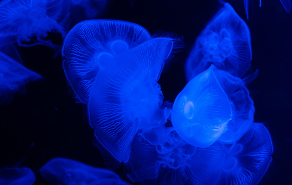 亚特兰蒂斯酒店水族馆图片