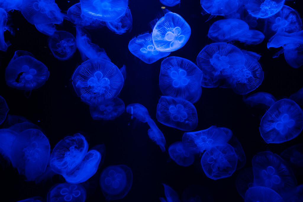 亚特兰蒂斯酒店水族馆图片