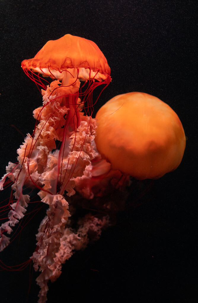 亚特兰蒂斯酒店水族馆图片