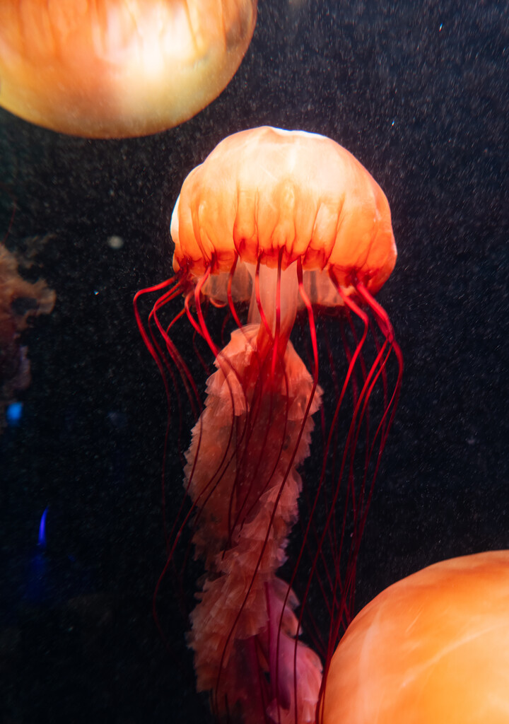 亚特兰蒂斯酒店水族馆图片