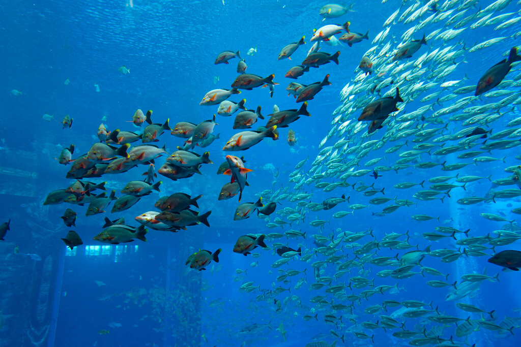 亚特兰蒂斯酒店水族馆图片