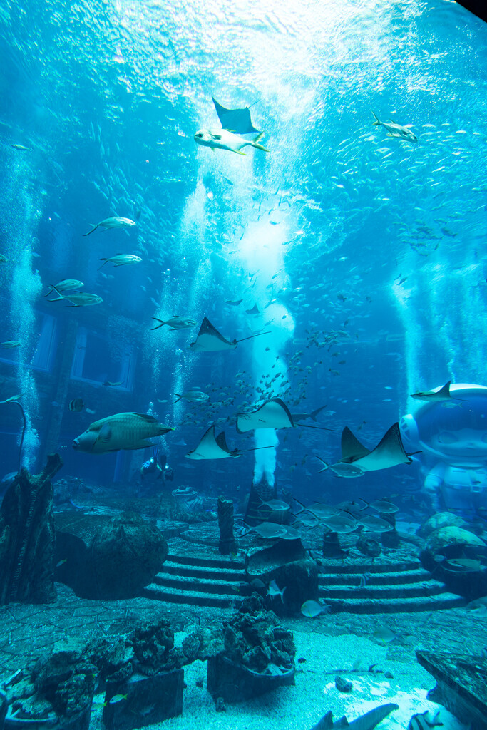 亚特兰蒂斯酒店水族馆图片