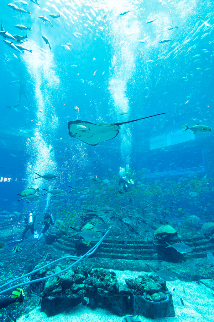 亚特兰蒂斯酒店水族馆图片