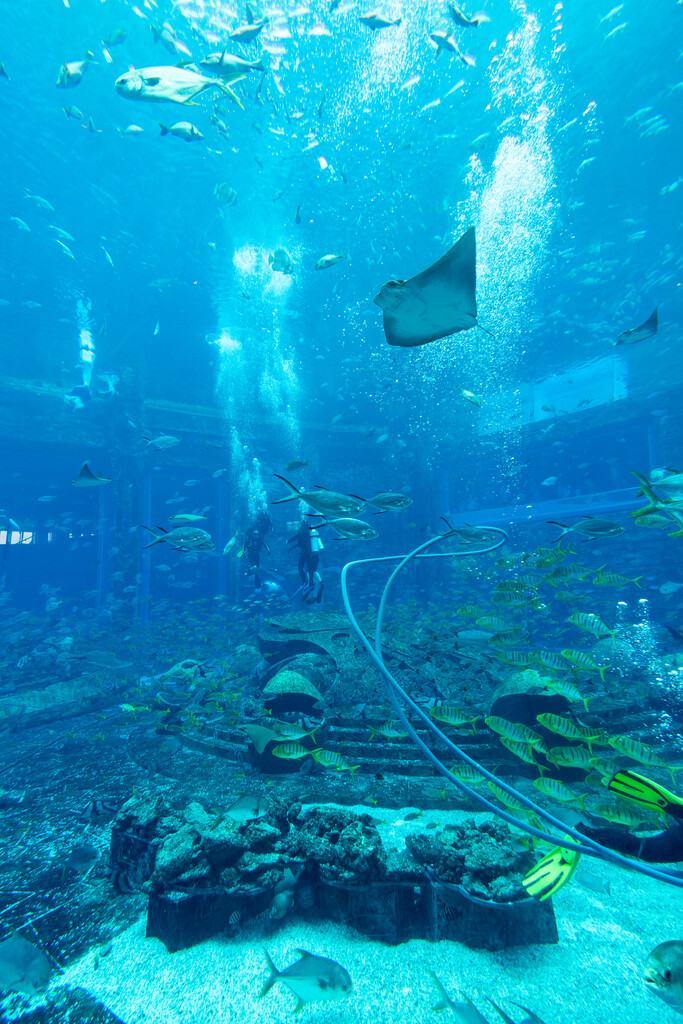 亚特兰蒂斯酒店水族馆图片