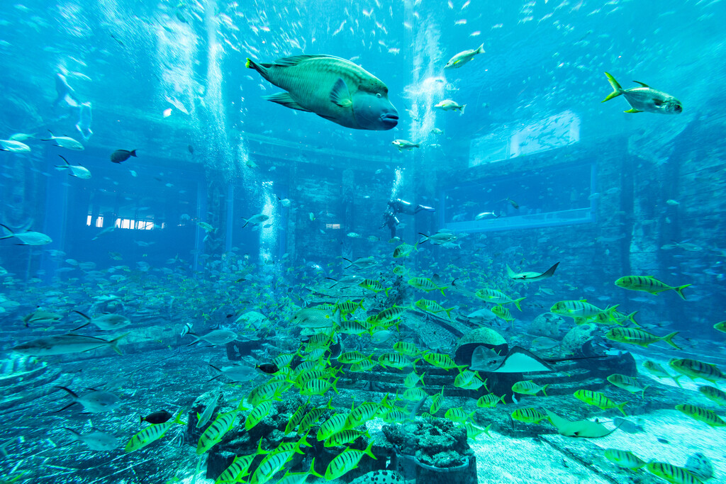 亚特兰蒂斯酒店水族馆图片