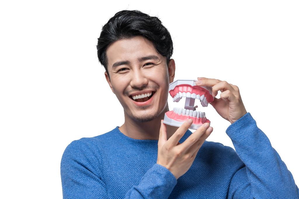年轻男子拿着牙齿模型图片