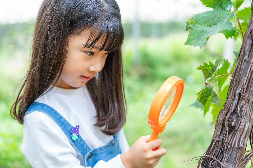 小女孩拿着放大镜观察植物图片