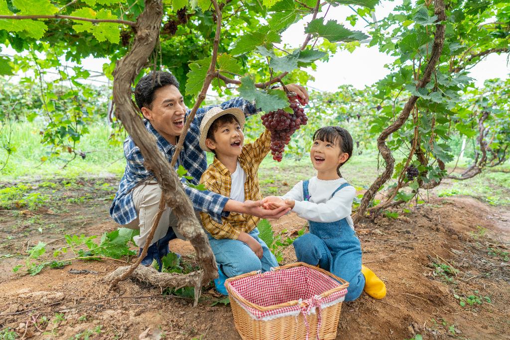 年轻家庭在果园采摘葡萄图片