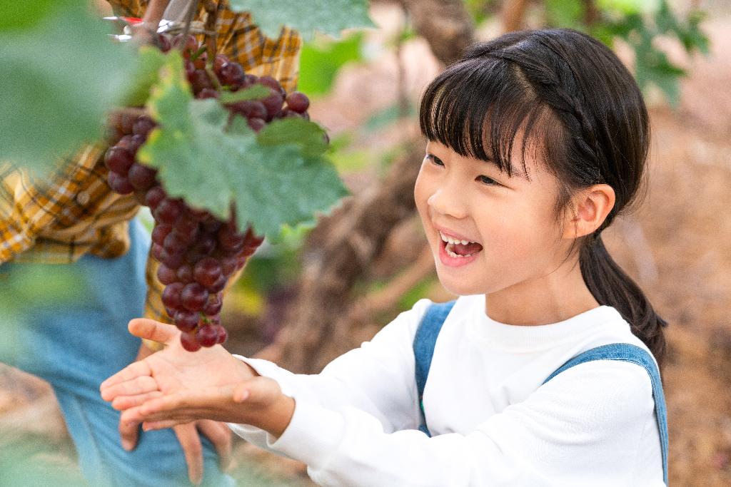 女孩在果园摘葡萄