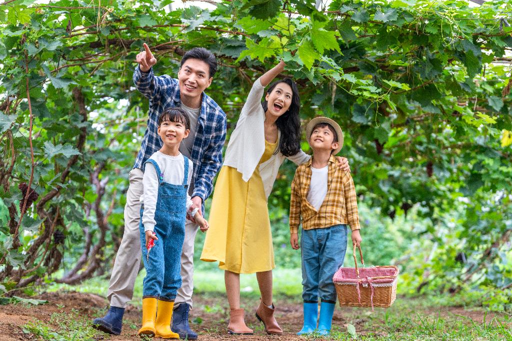 年轻家庭在果园采摘葡萄