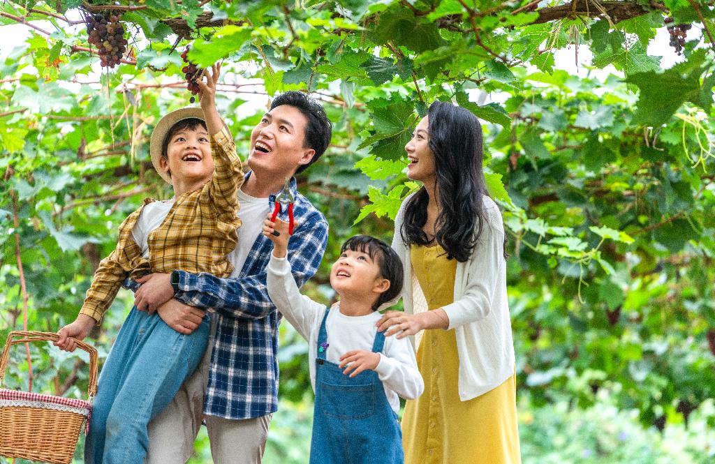 年轻家庭在果园采摘葡萄图片