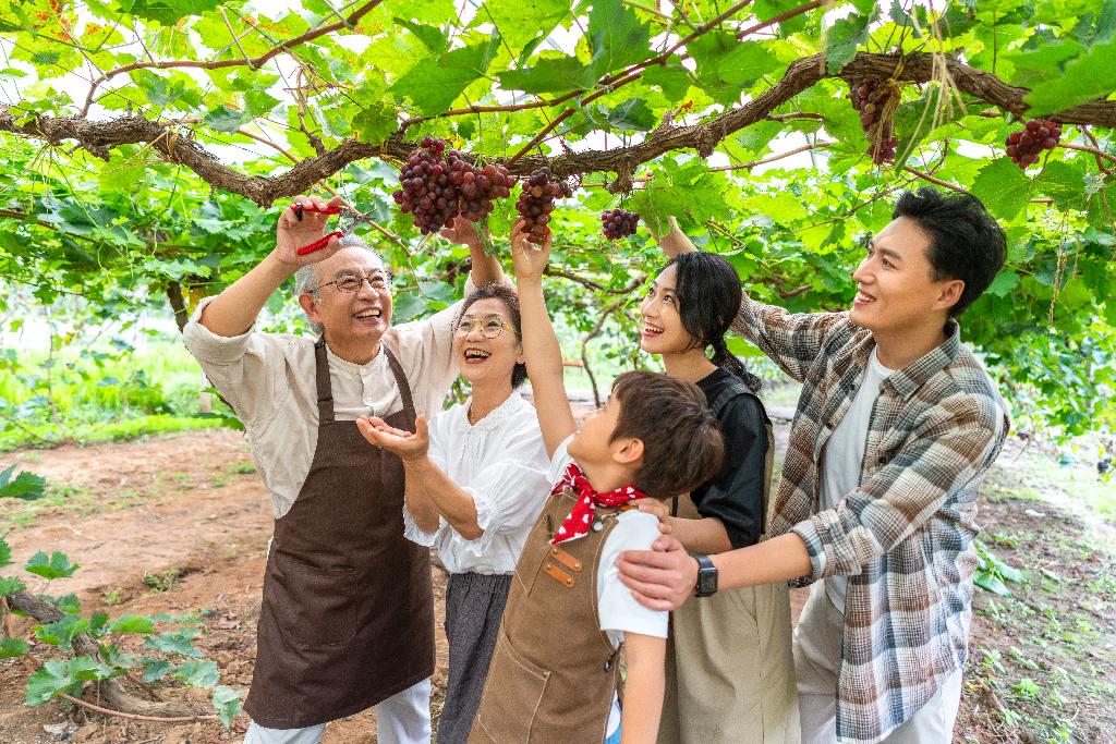 全家人在果园采摘葡萄图片