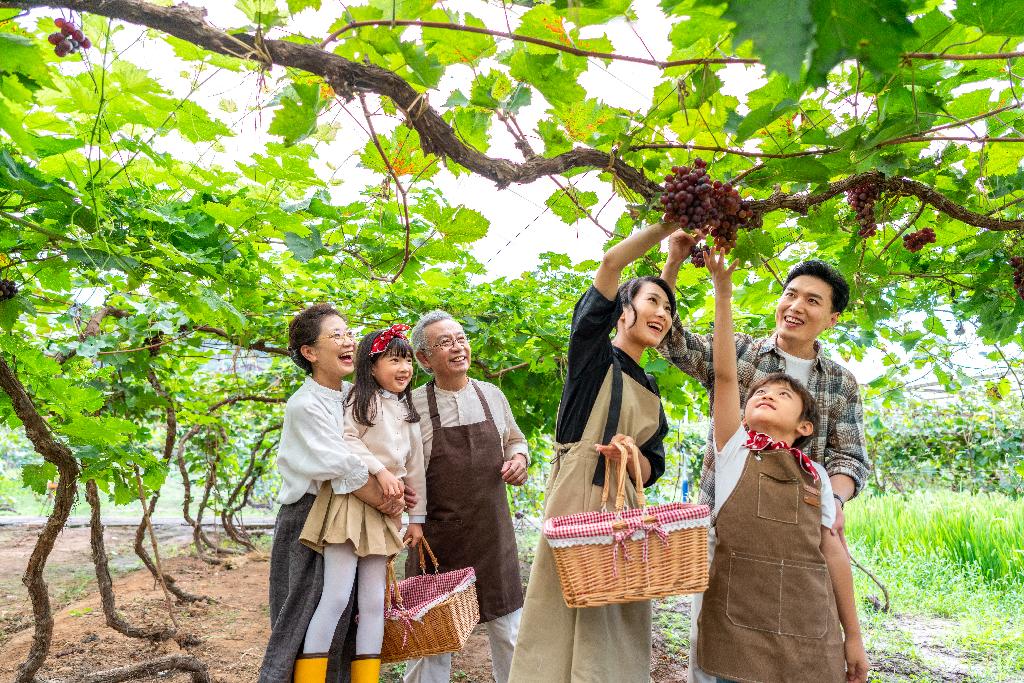 全家人在果园采摘葡萄图片