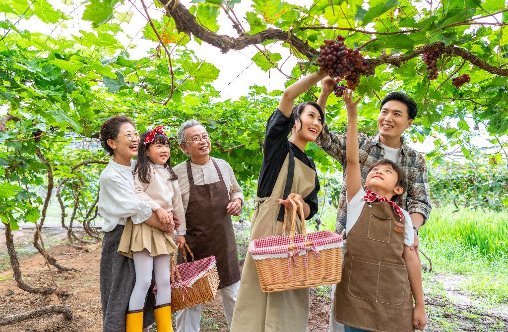 全家人在果园采摘葡萄